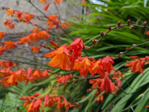 Emerson's Gardens - Fiery Planting