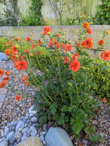 Emerson's Gardens - Gravel Planting