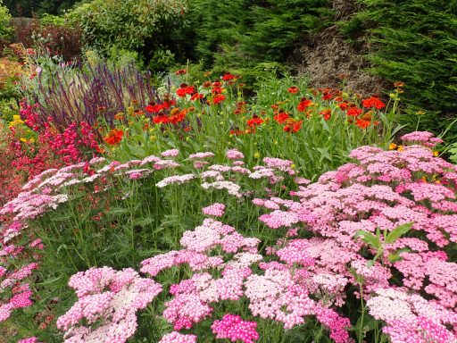 Emerson's Gardens - Prairie Planting