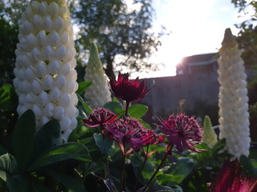 Emerson's Gardens - Lupins