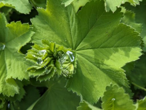 Emerson's Gardens - Architectural 