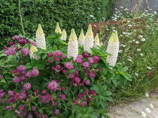 Emerson's Gardens - Herbaceous Planting