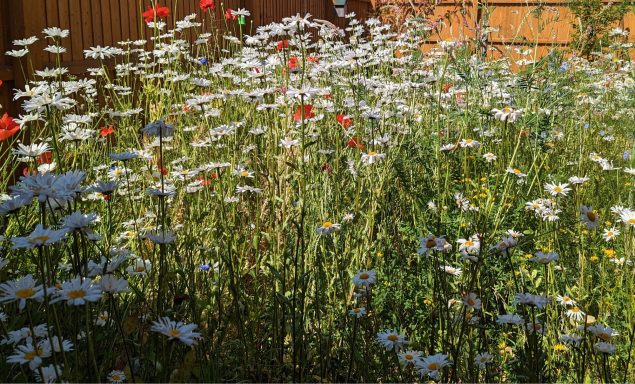 Emerson's Gardens - Wildflowers