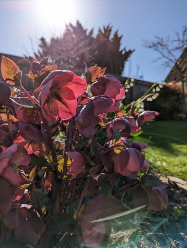 Emerson's Gardens - Helleborus
