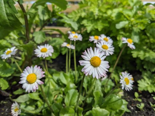 Emerson's Gardens - Daisey