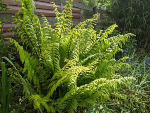 Emerson's Gardens - Shady Gardens